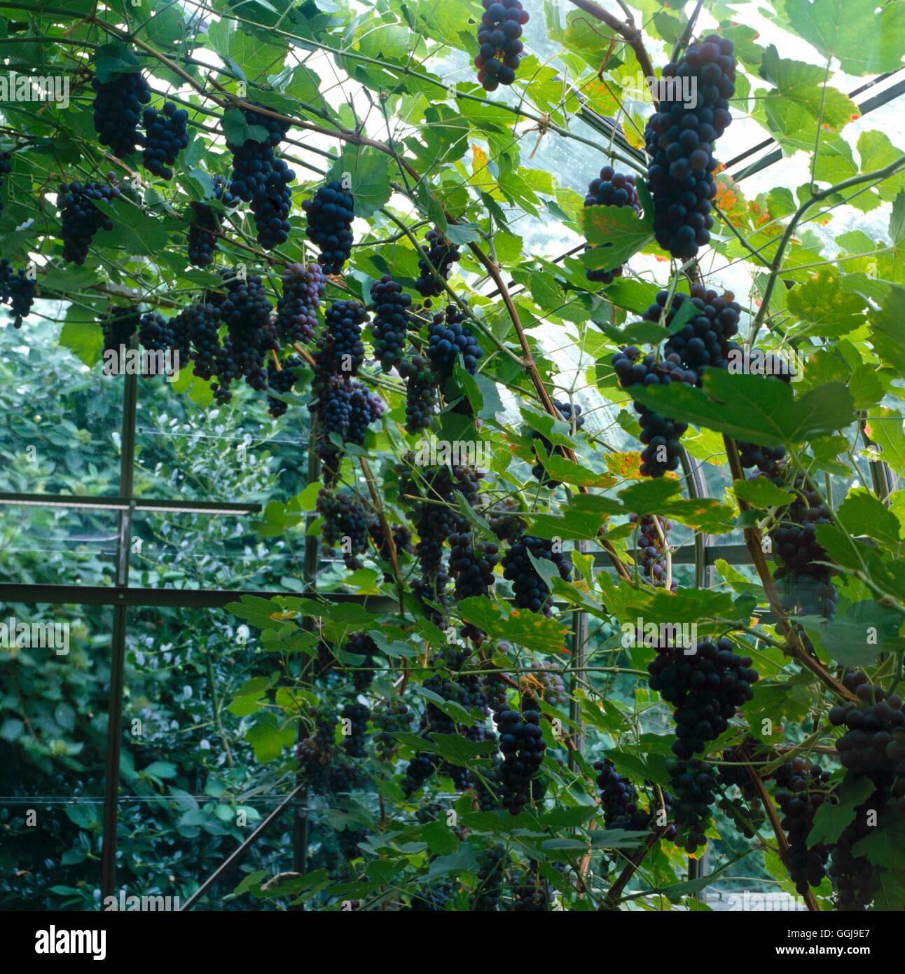 Grape - `Boskoop Glory'- - (Vitis vinifera)   FRU045430 Stock Photo